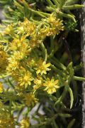 Saxifraga aizoides